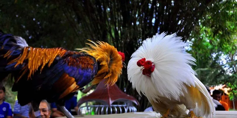 Lý do loại hình này luôn là lựa chọn ưu tiên